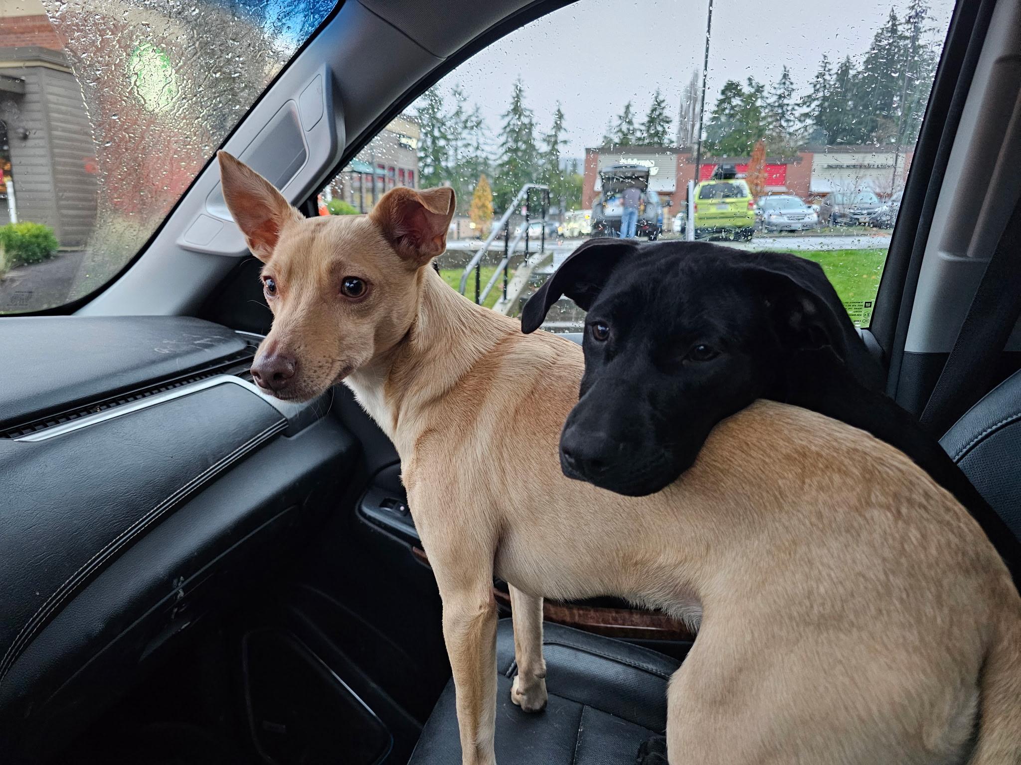 Enlarge Cocoa, a ADOPTABLE mixed breed in Bellingham, WA image 3/5