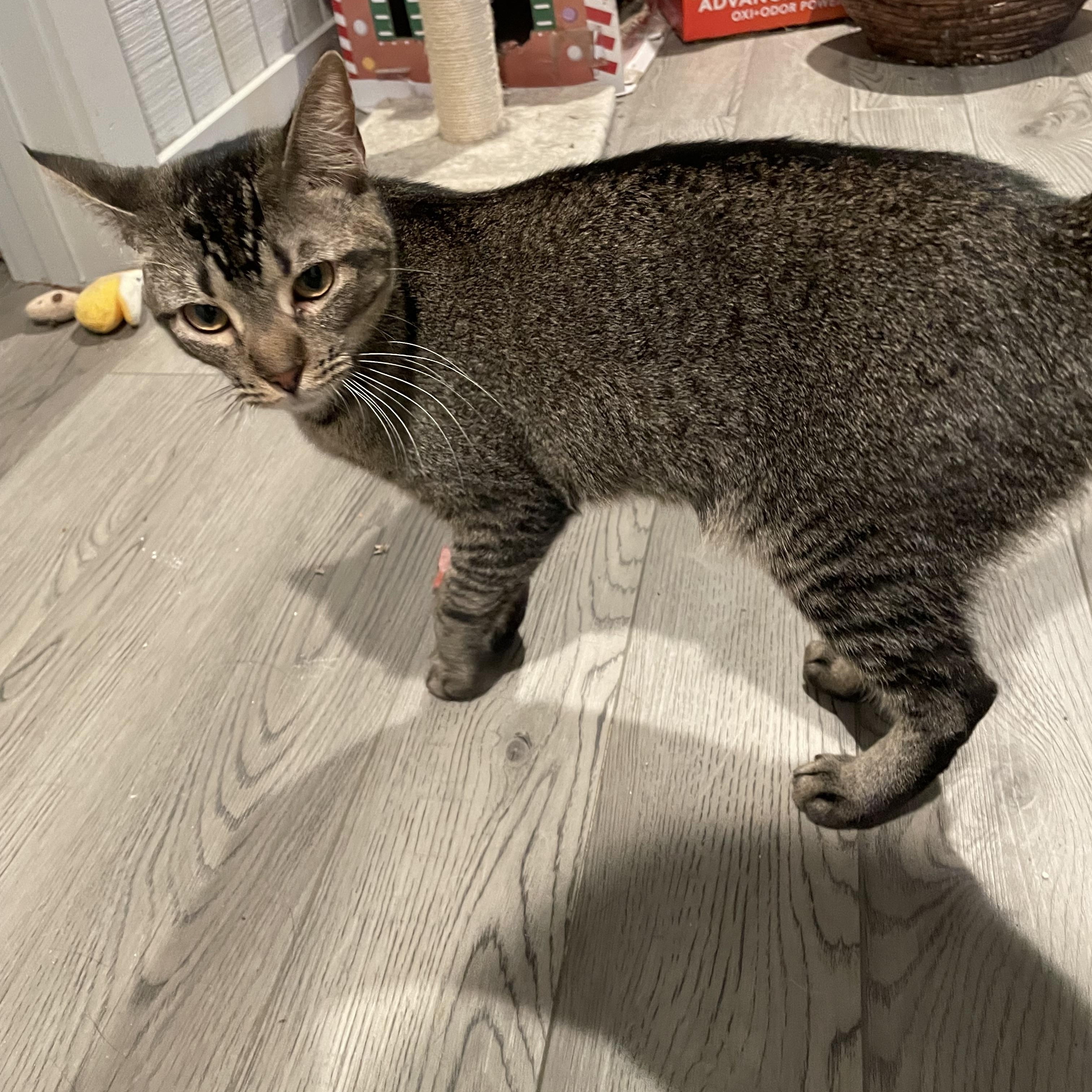 Frannie, Adoptable, Young Female American Shorthair & Domestic Short Hair.