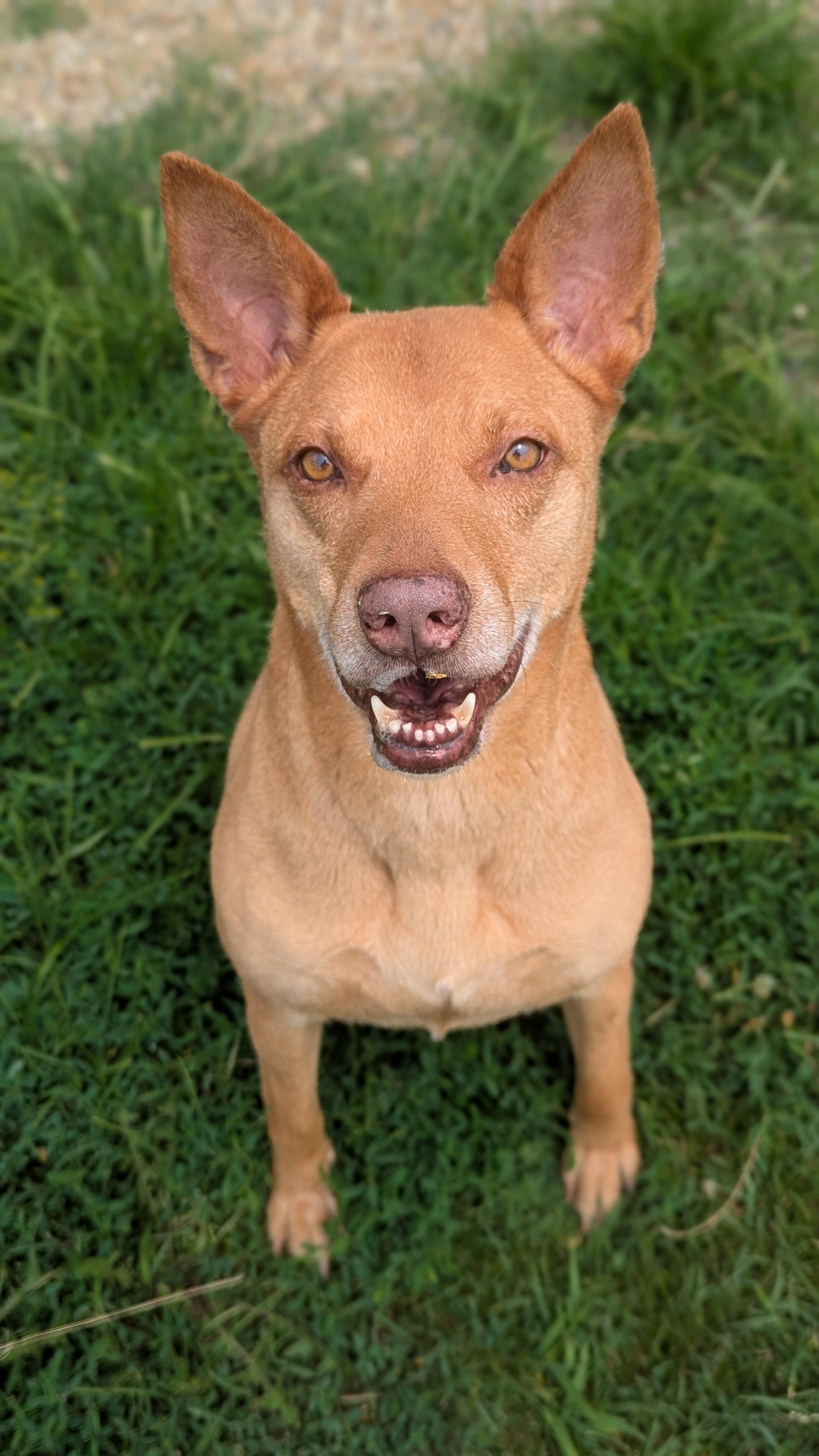 Farah, Adult Female unknown