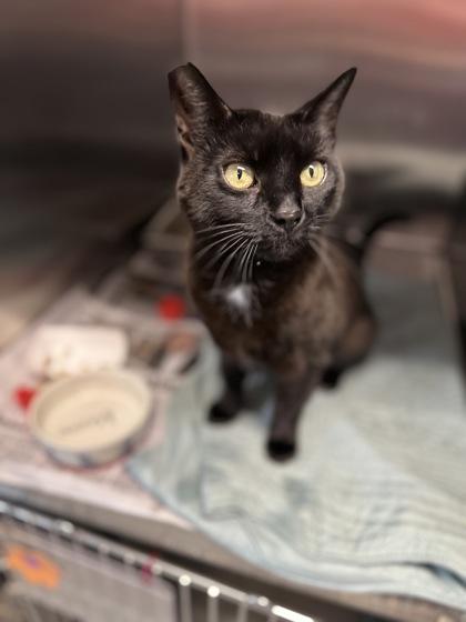 Putty Pie, Adoptable, Adult Female Domestic Short Hair & Domestic Short Hair.