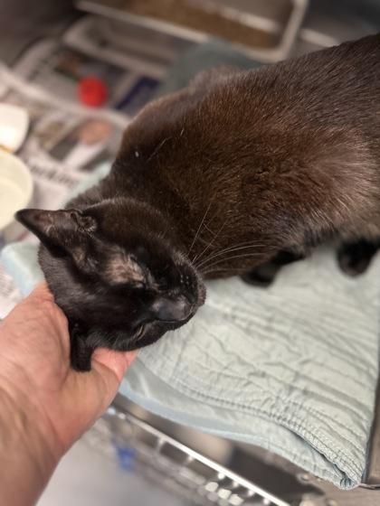 Putty Pie, a Adoptable mixed breed in Bridgewater, NJ image 2/2