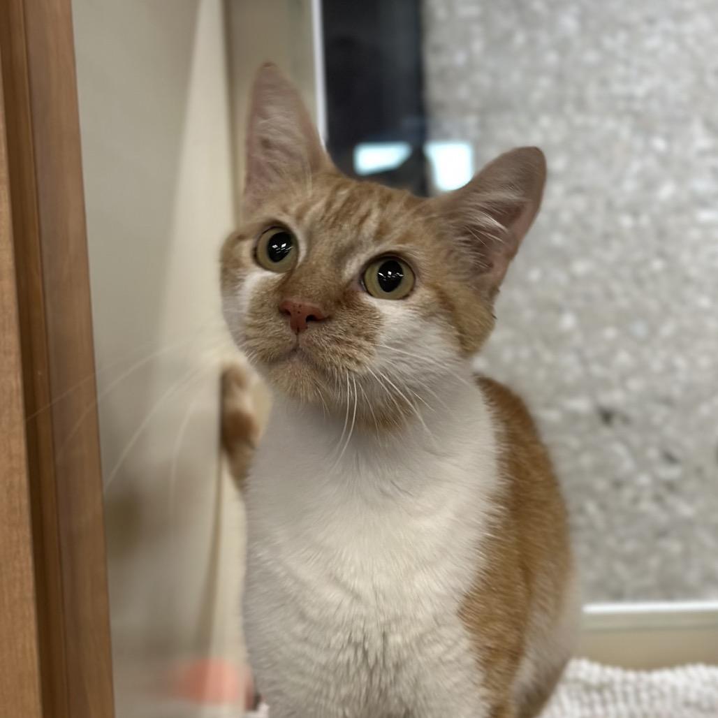 Ms. Ginger, a Adoptable Domestic Short Hair in Hinsdale, IL image 1/6
