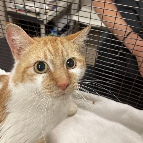 Ms. Ginger, a Adoptable Domestic Short Hair in Hinsdale, IL image 2/6