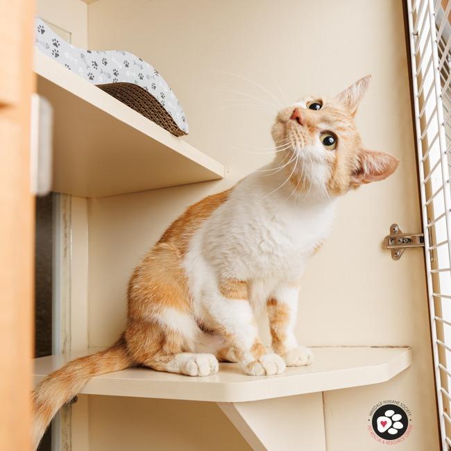 Ms. Ginger, a Adoptable Domestic Short Hair in Hinsdale, IL image 3/6