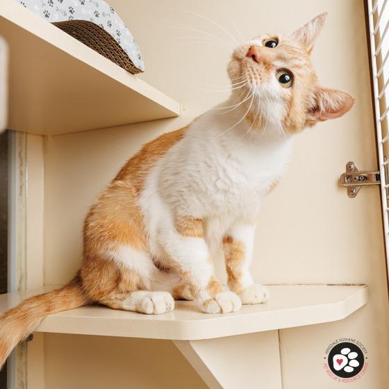 Ms. Ginger, a Adoptable Domestic Short Hair in Hinsdale, IL image 4/6