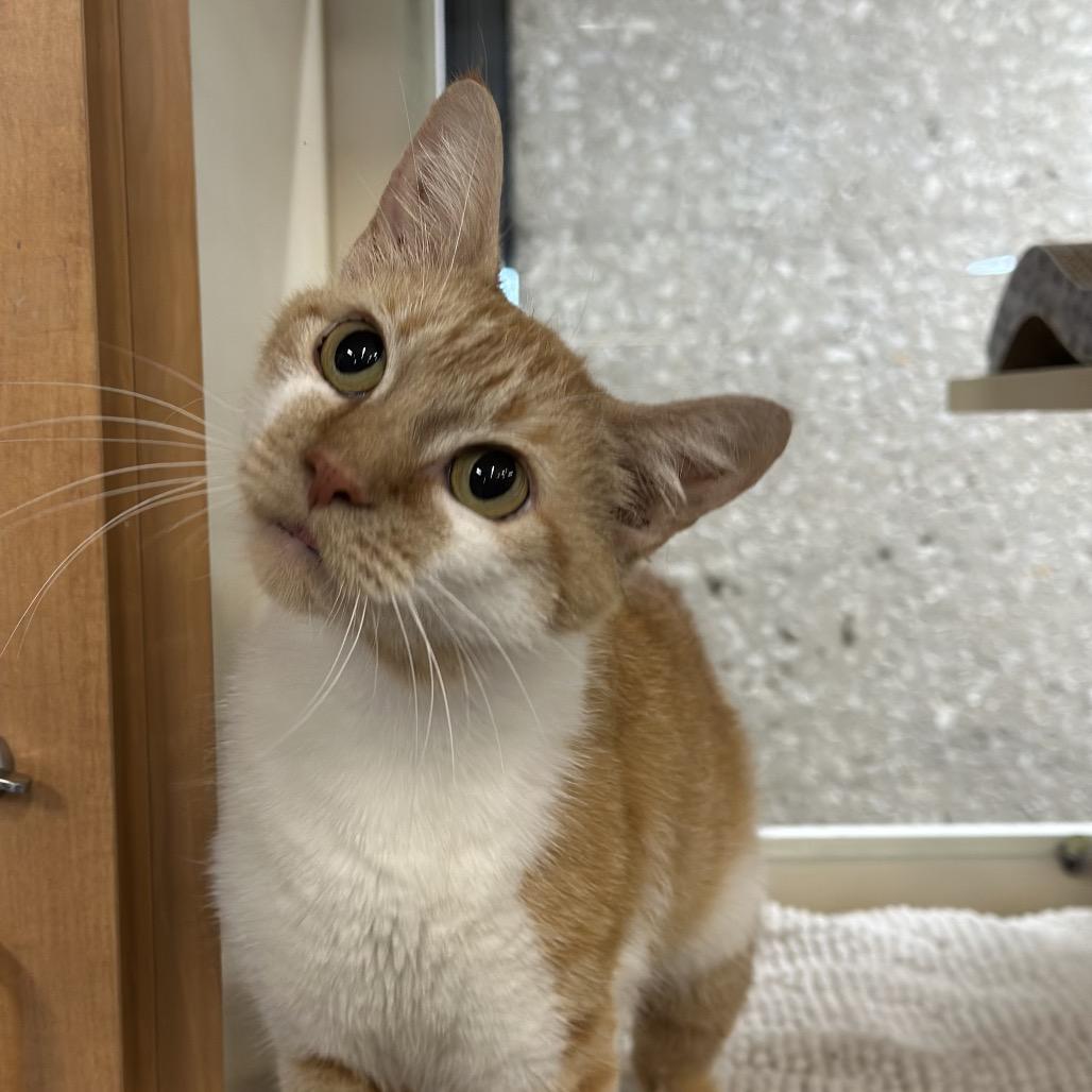 Ms. Ginger, a Adoptable Domestic Short Hair in Hinsdale, IL image 5/6