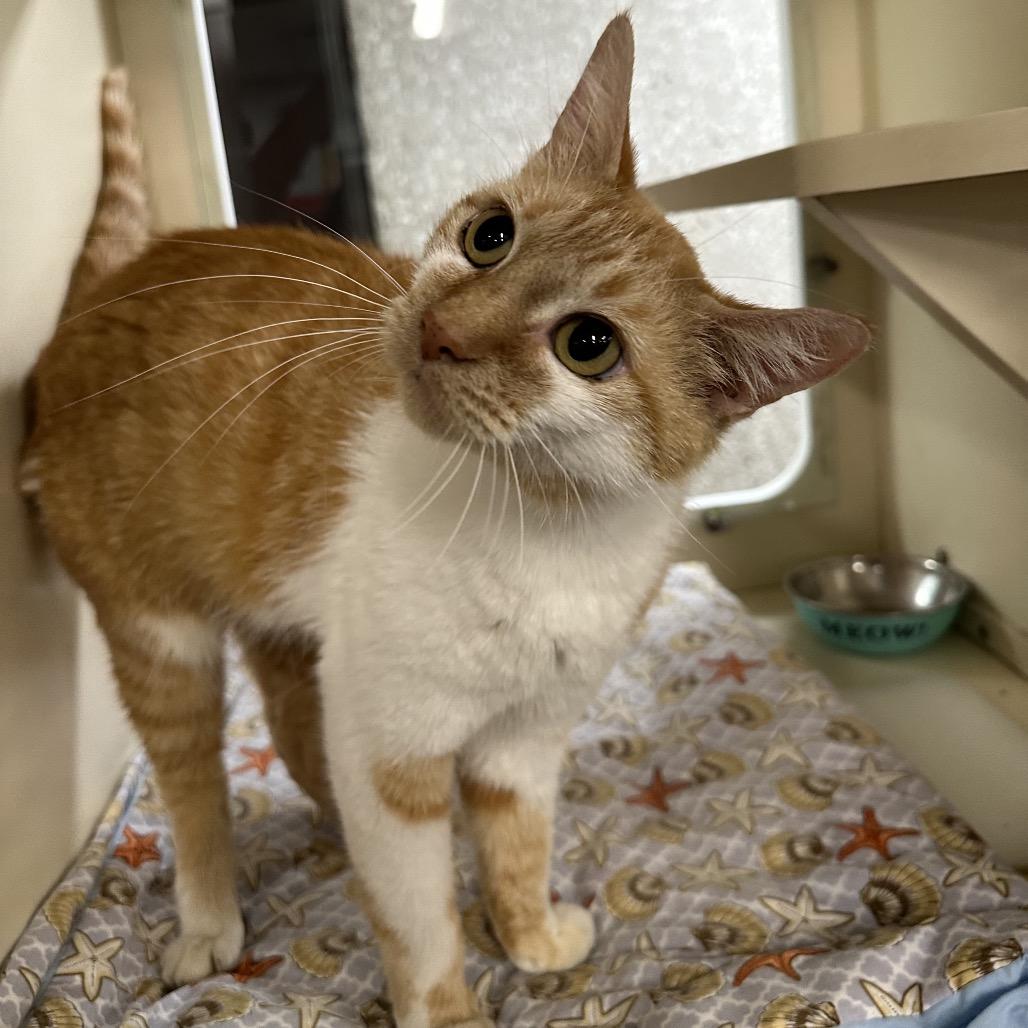Ms. Ginger, a Adoptable Domestic Short Hair in Hinsdale, IL image 6/6