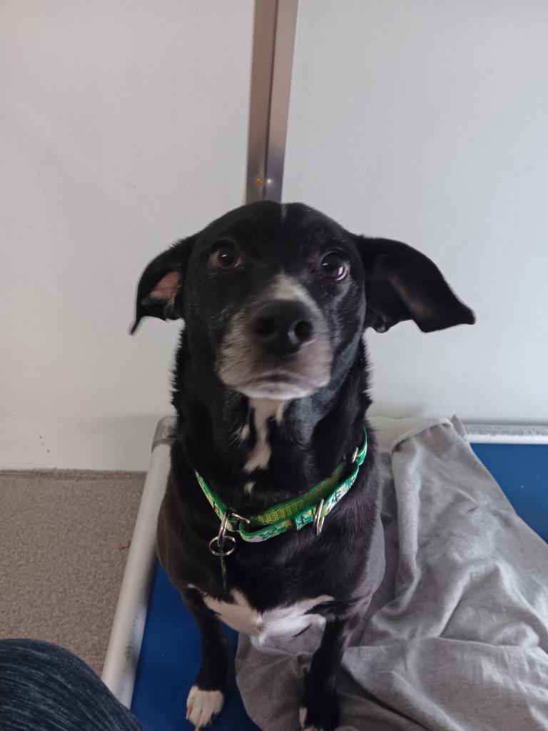 Tim, Adoptable, Adult Male Labrador Retriever.