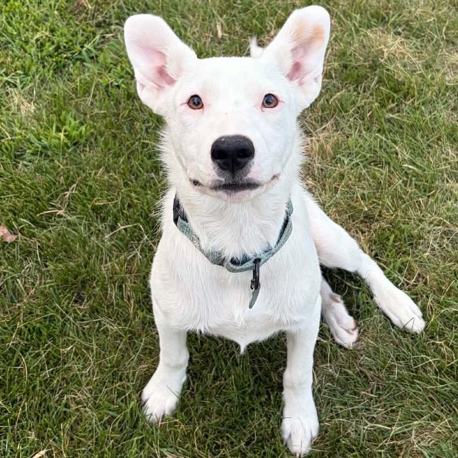Target, Adoptable, Young Male Mixed Breed.