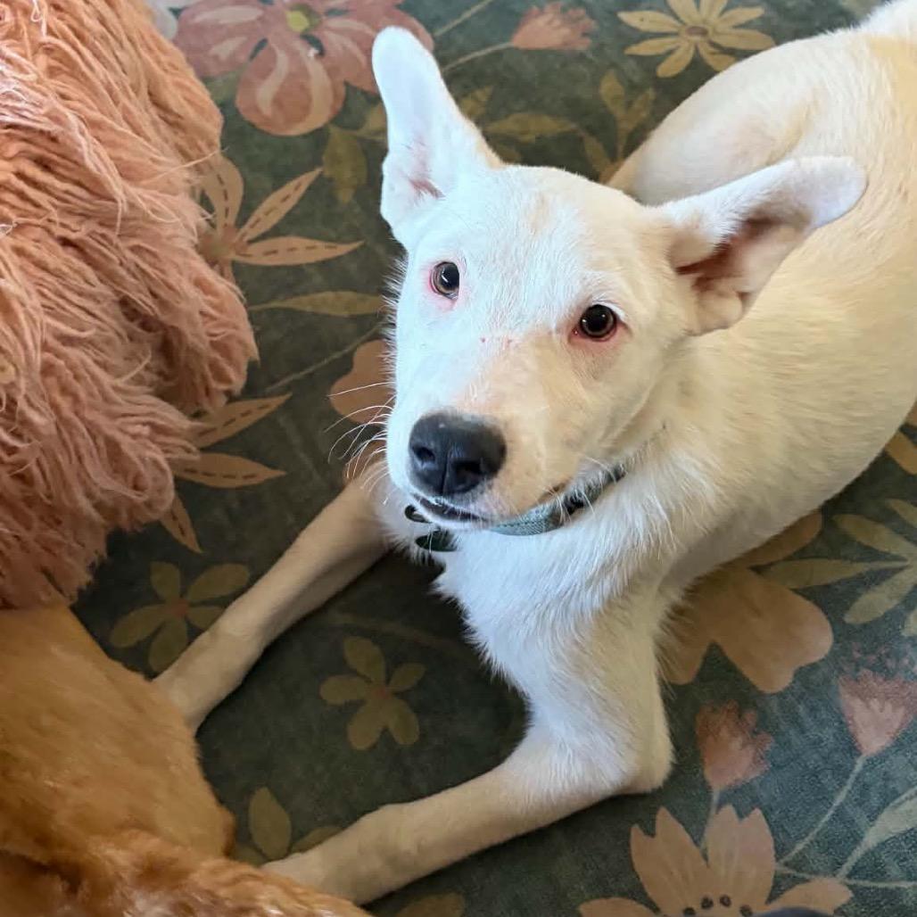 Enlarge Target, a Adoptable Mixed Breed in Lynd, MN image 2/5