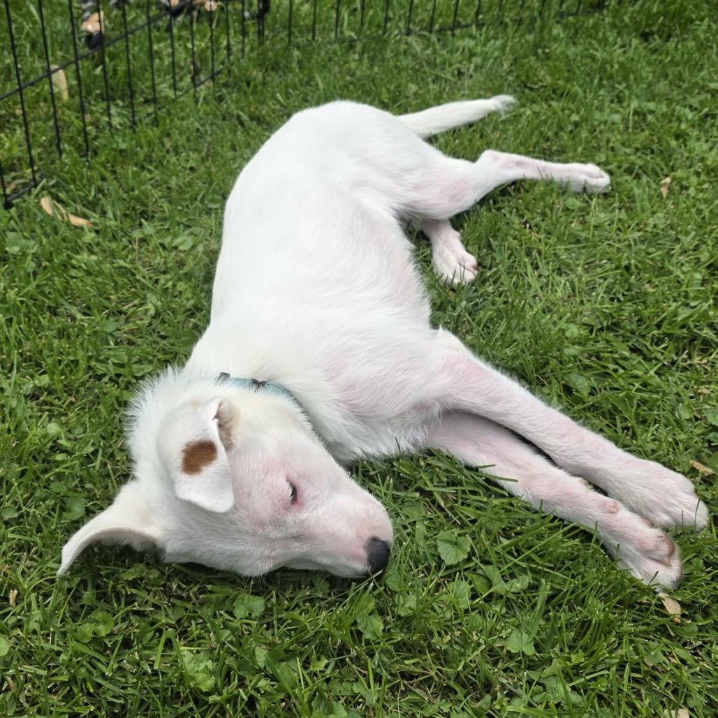 Enlarge Target, a Adoptable Mixed Breed in Lynd, MN image 3/5