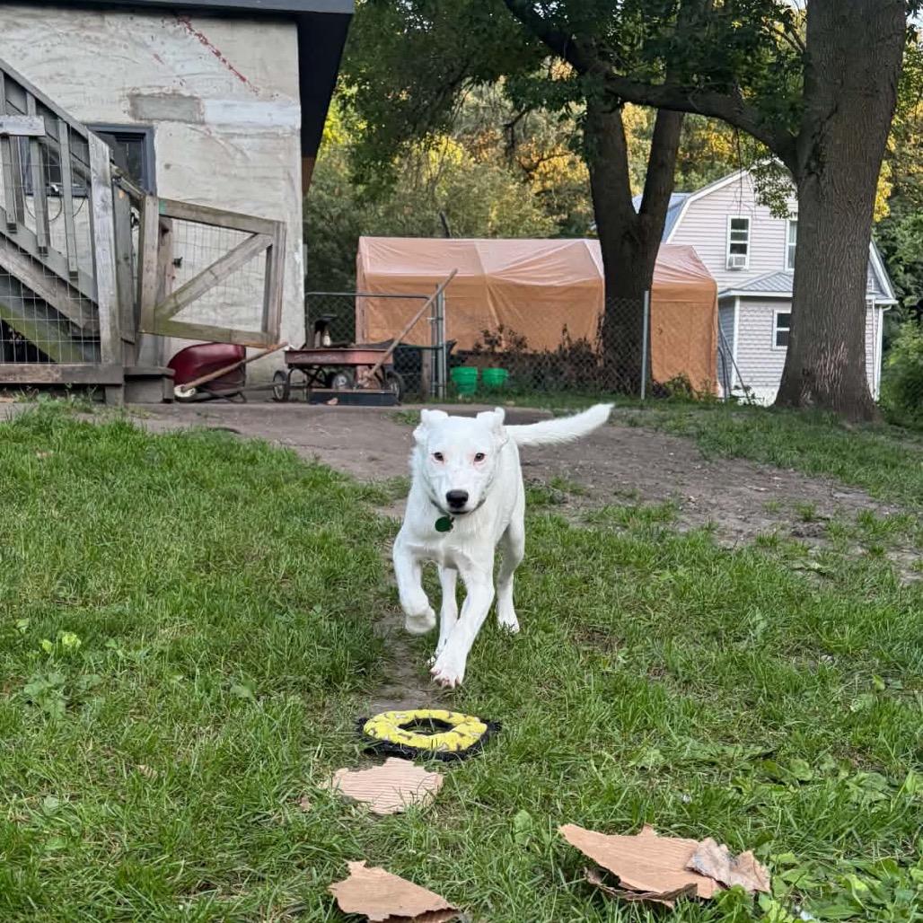Enlarge Target, a Adoptable Mixed Breed in Lynd, MN image 4/5
