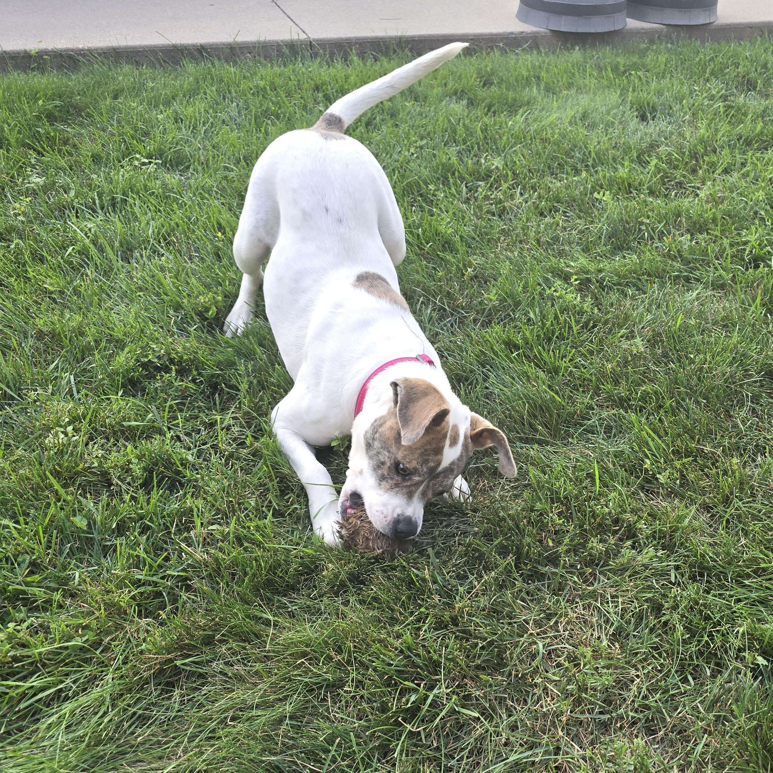 Enlarge Skye, an adopted mixed breed in Prior Lake, MN image 2/6