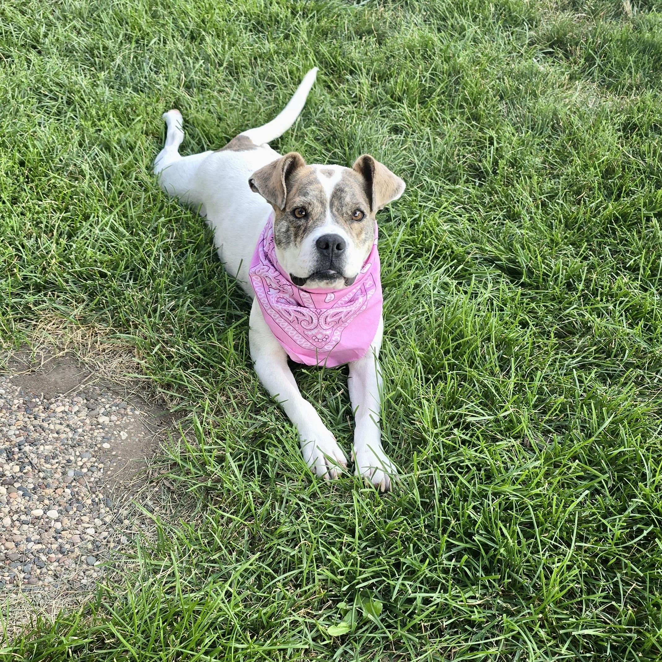 Enlarge Skye, an adopted mixed breed in Prior Lake, MN image 5/6