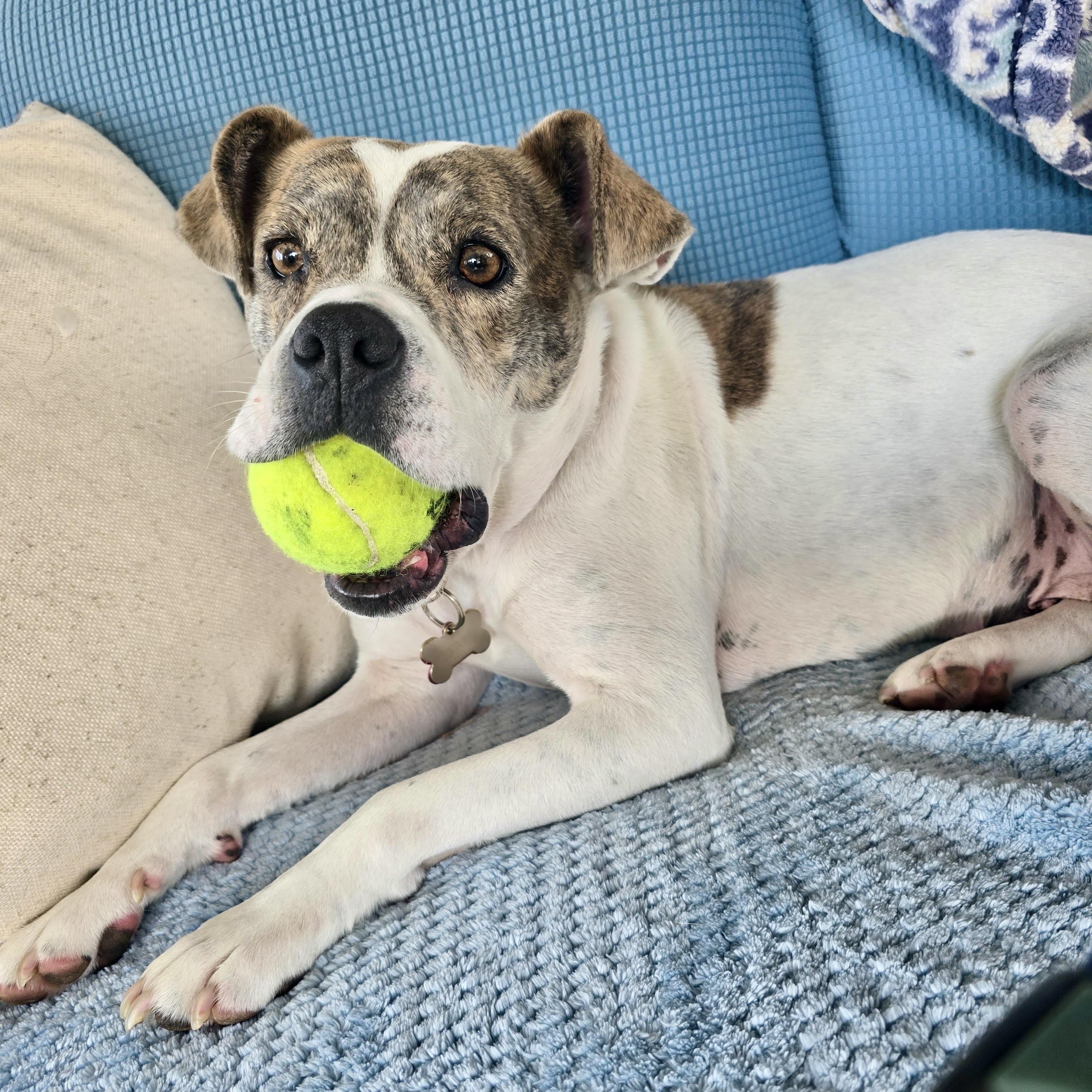 Skye, adopted, Adult Female Terrier & Bulldog.