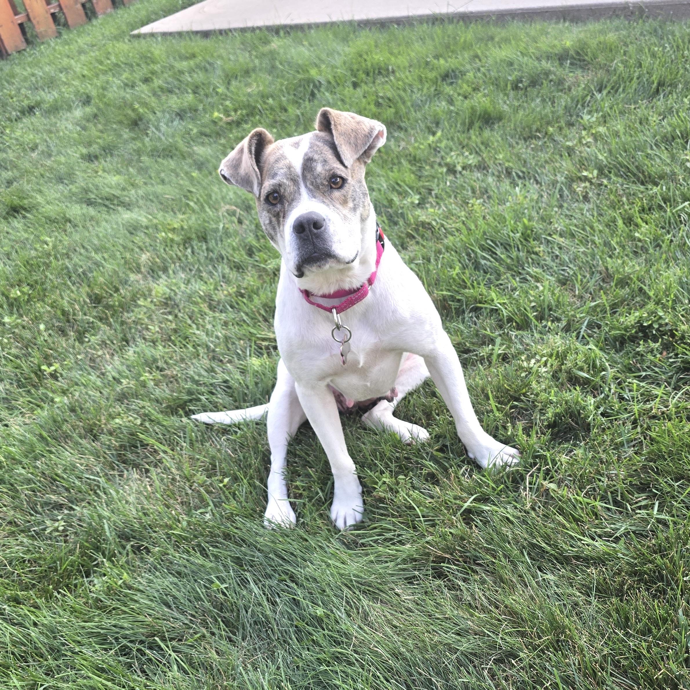 Enlarge Skye, an adopted mixed breed in Prior Lake, MN image 4/6