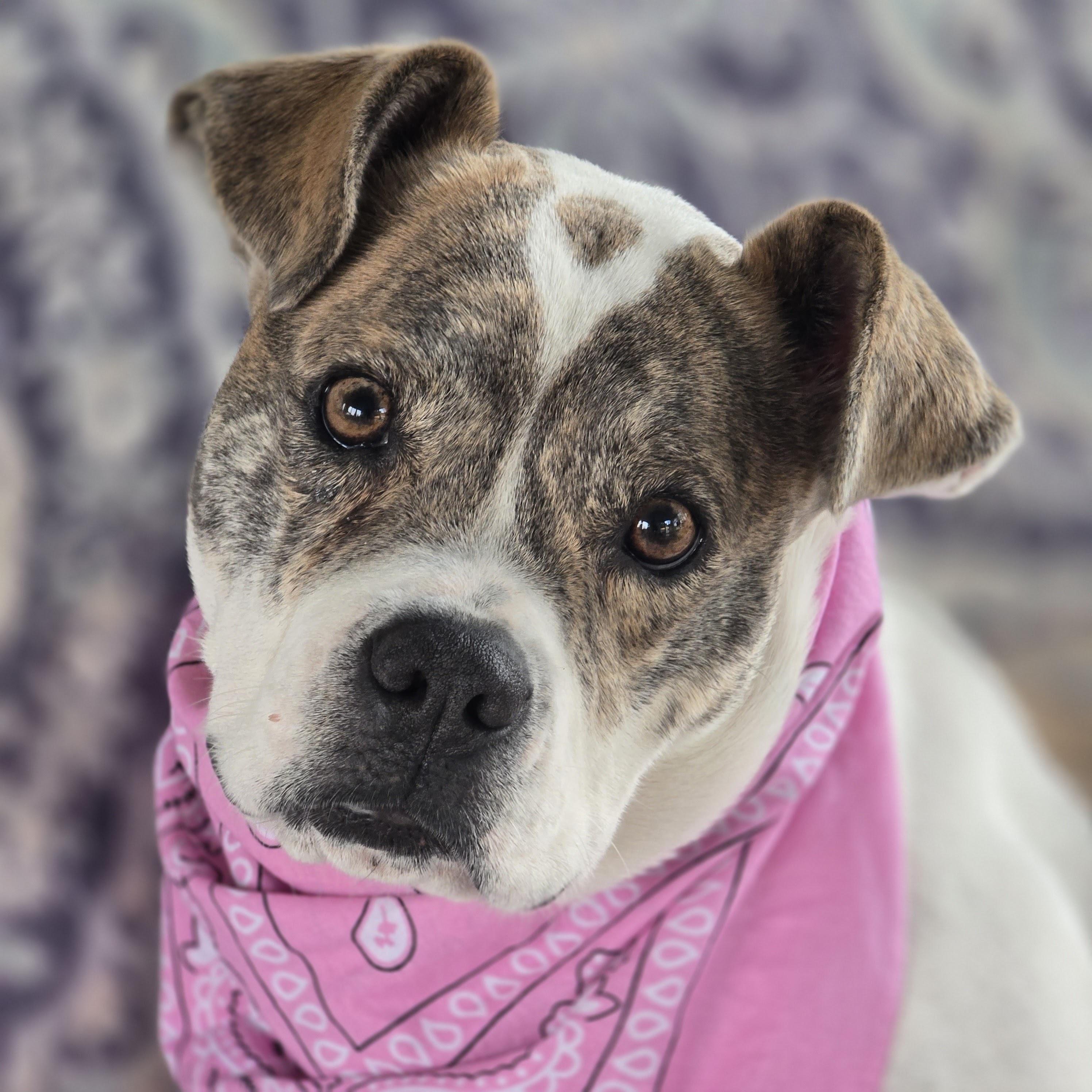 Enlarge Skye, an adopted mixed breed in Prior Lake, MN image 3/6