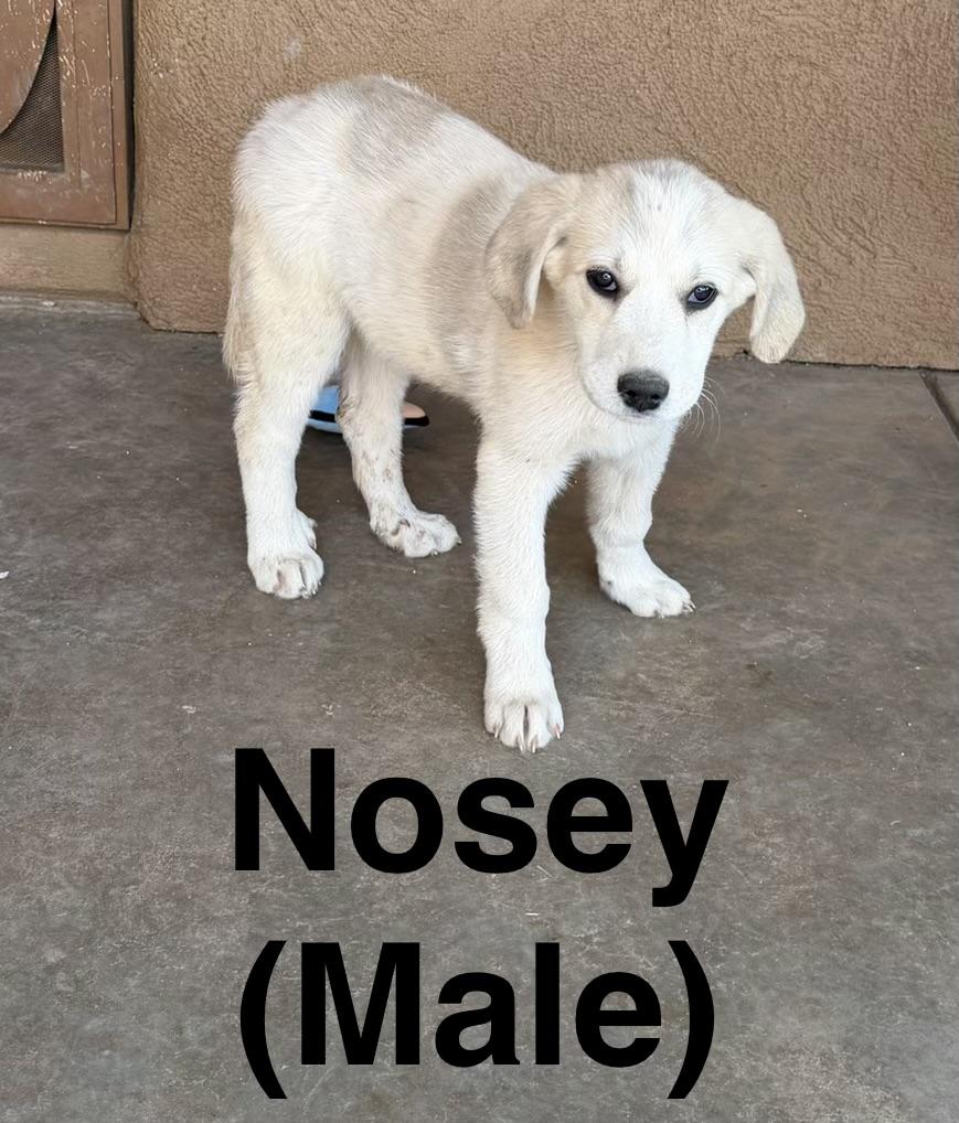 Nosey, Adoptable, Young Male Great Pyrenees.
