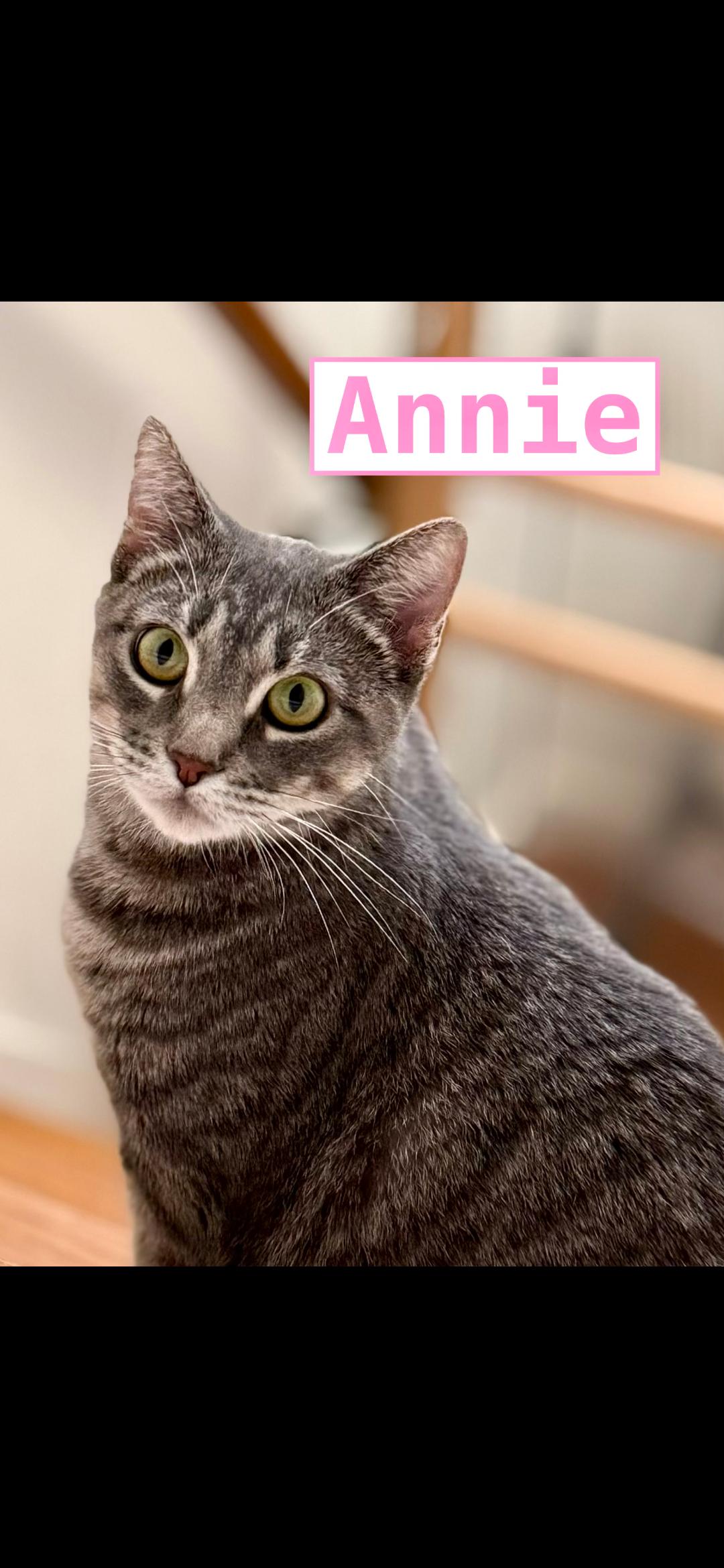 Annie, an adoptable Domestic Short Hair in Medford, WI, 54451 | Photo Image 1
