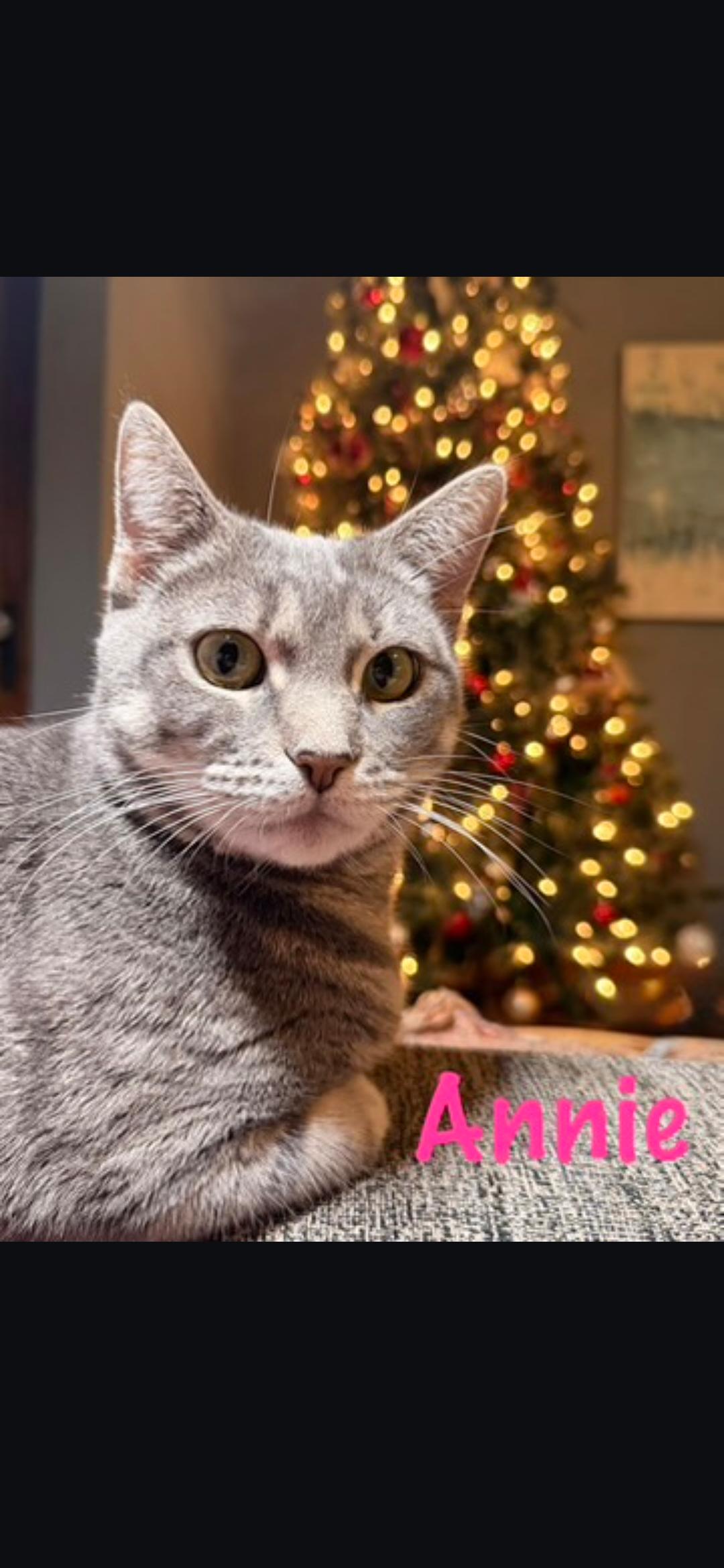 Annie, Adoptable, Young Female Domestic Short Hair.