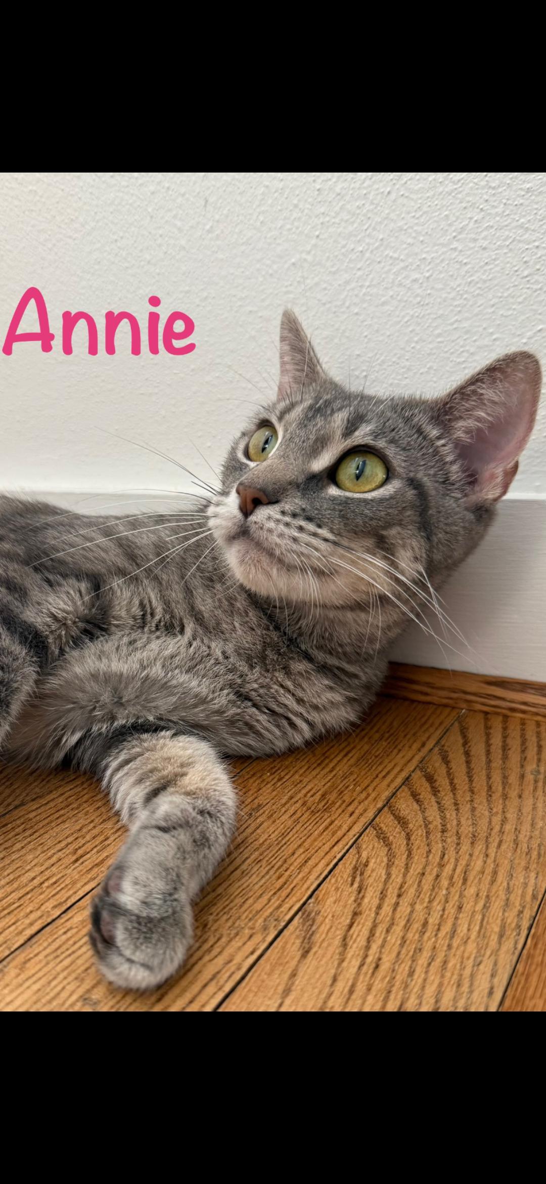 Annie, an adoptable Domestic Short Hair in Medford, WI, 54451 | Photo Image 1