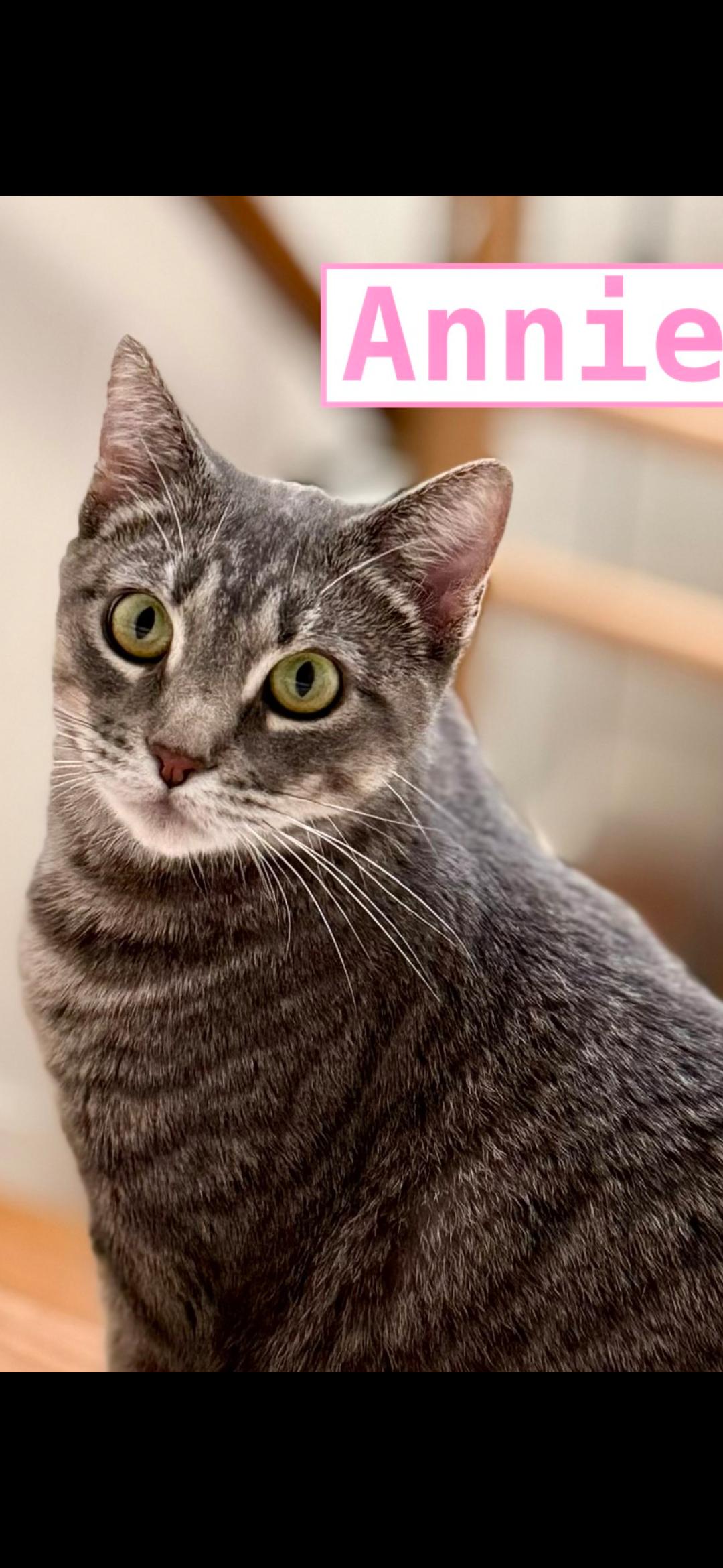 Annie, an adoptable Domestic Short Hair in Medford, WI, 54451 | Photo Image 2