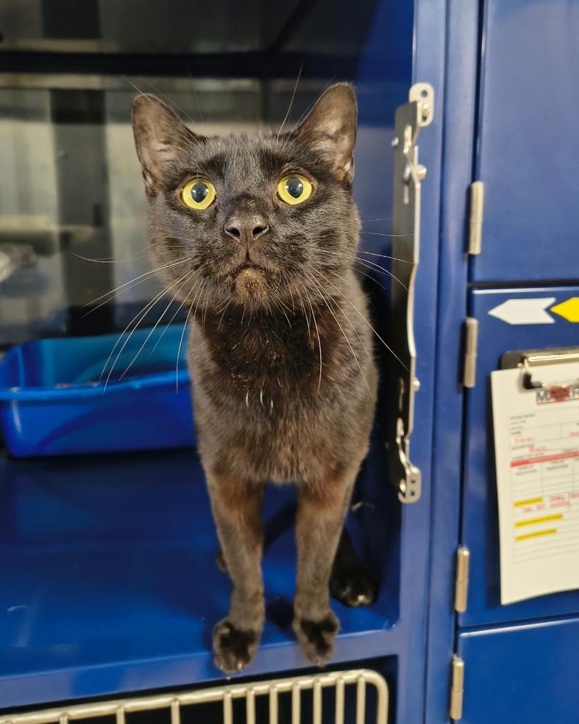 Finn, Adoptable, Young Male Domestic Short Hair.