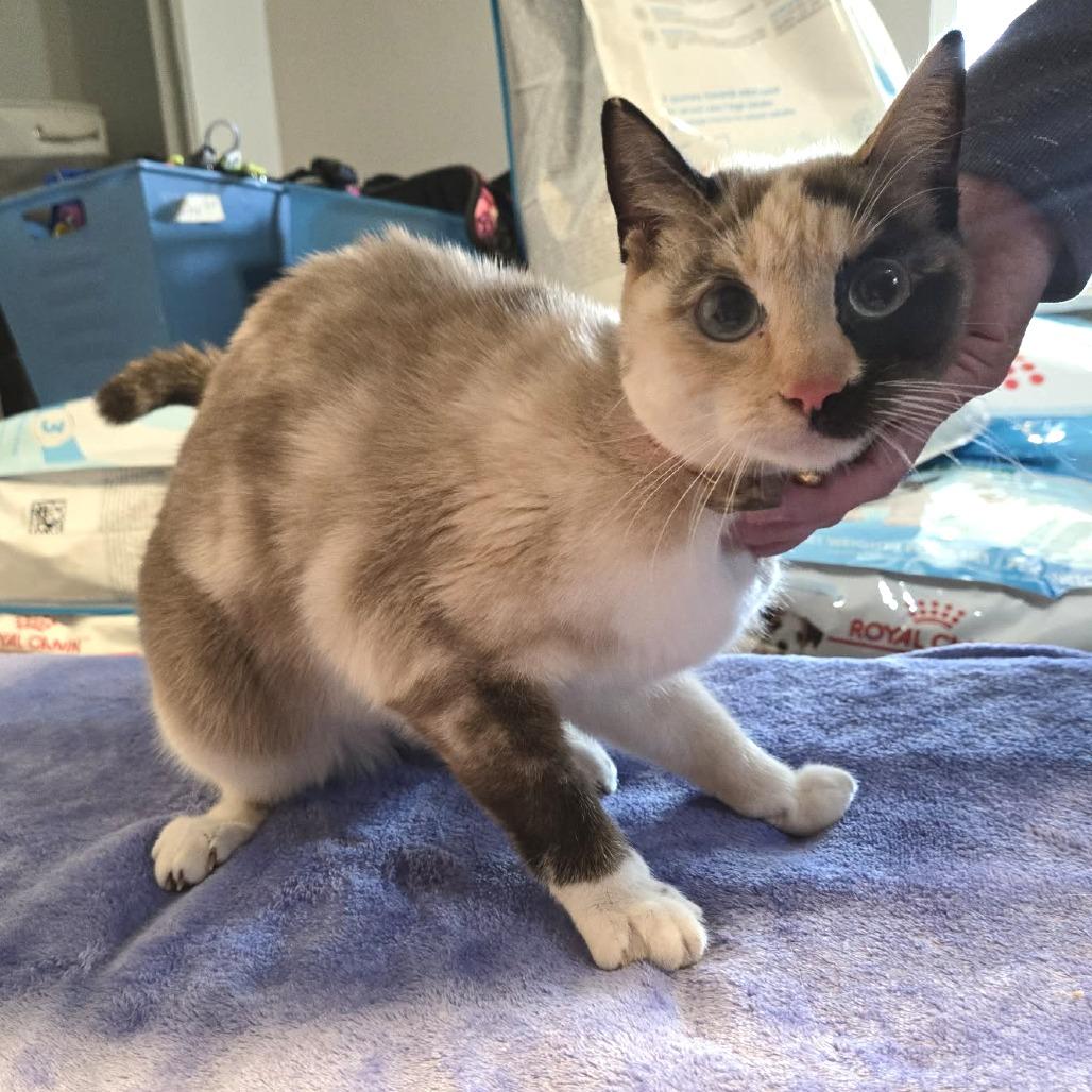 Manana, Adoptable, Adult Female Siamese & Turkish Angora.