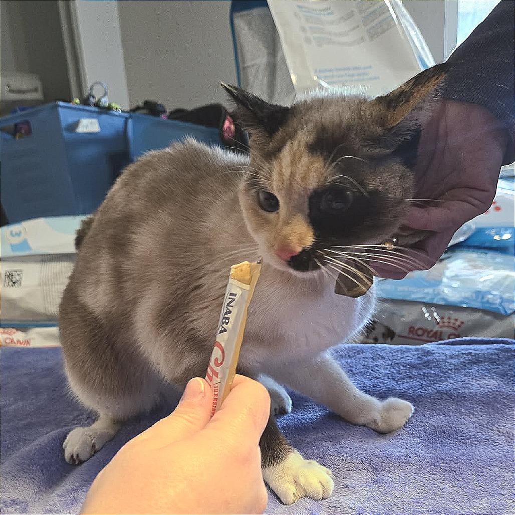 Enlarge Manana, a Adoptable mixed breed in Calimesa, CA image 2/2