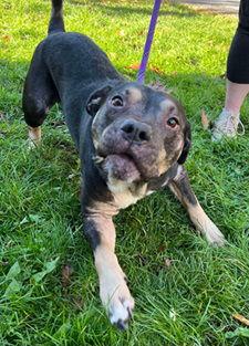 Gizmo, Adoptable, Adult Male Pit Bull Terrier & Rottweiler.