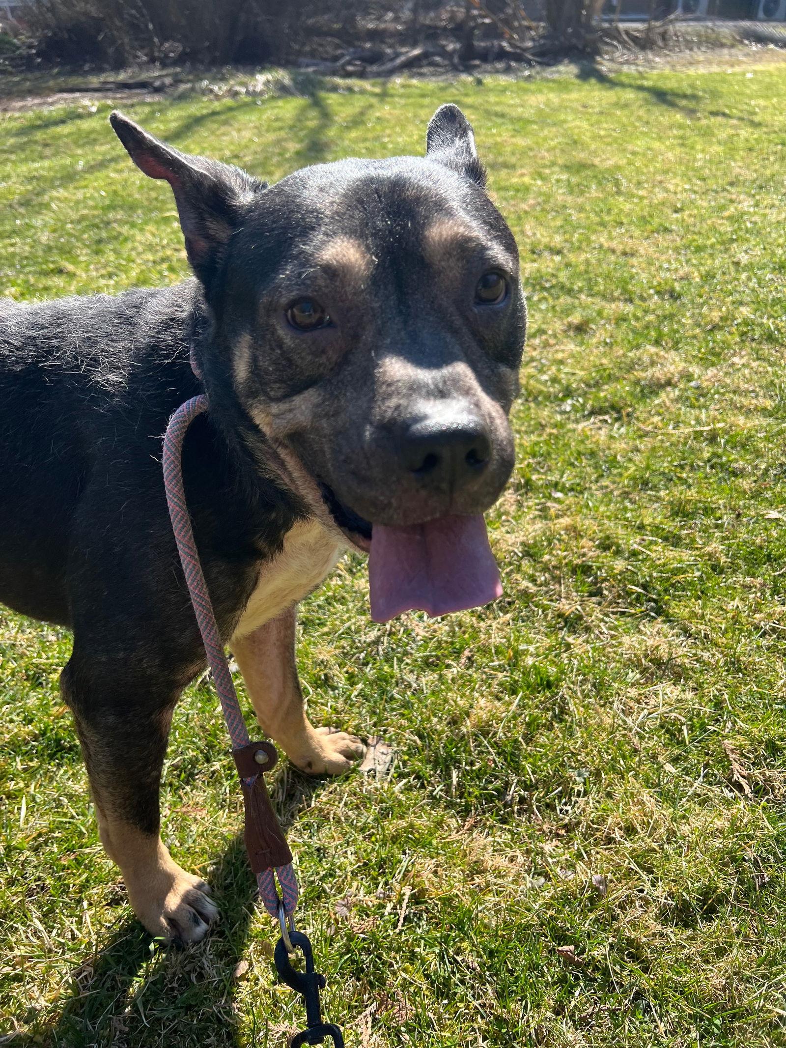 Enlarge Gizmo, a Adoptable mixed breed in Elkins, WV image 3/3