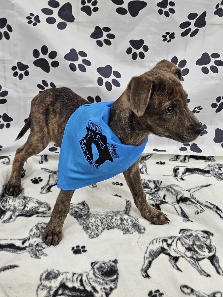 Enlarge Decon, a Adoptable mixed breed in Waterloo, IN image 1/3