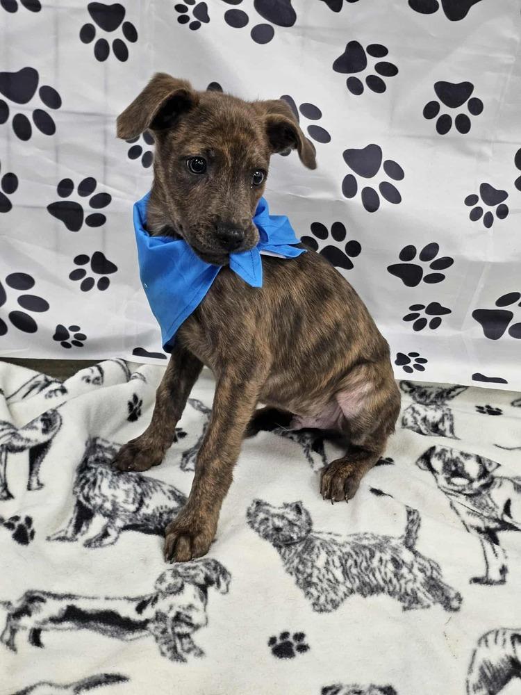 Enlarge Decon, a Adoptable mixed breed in Waterloo, IN image 2/3