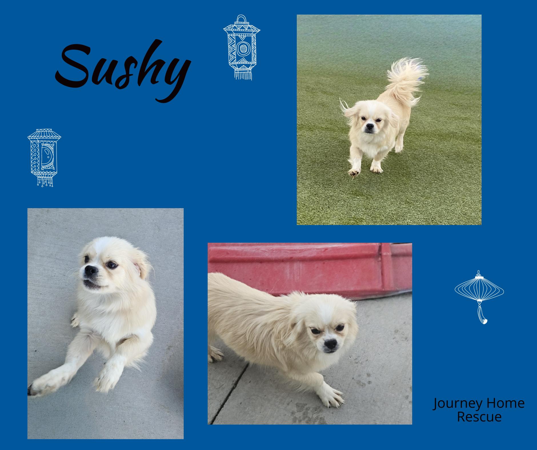 Sushy, an adoptable Pekingese in East Wenatchee, WA, 98802 | Photo Image 1