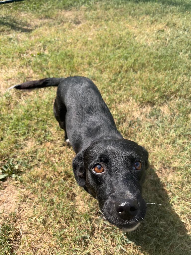 Enlarge Sissy, a Adoptable mixed breed in Gallatin, TN image 1/2