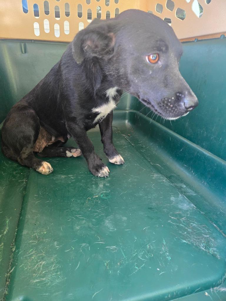 Enlarge Sissy, a Adoptable mixed breed in Gallatin, TN image 2/2