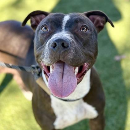 Jelly Bean, Adoptable, Young Female Pit Bull Terrier.