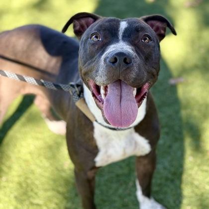 Jelly Bean, a Adoptable mixed breed in Red Bluff, CA image 2/3