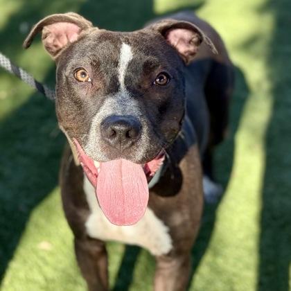 Jelly Bean, a Adoptable mixed breed in Red Bluff, CA image 3/3