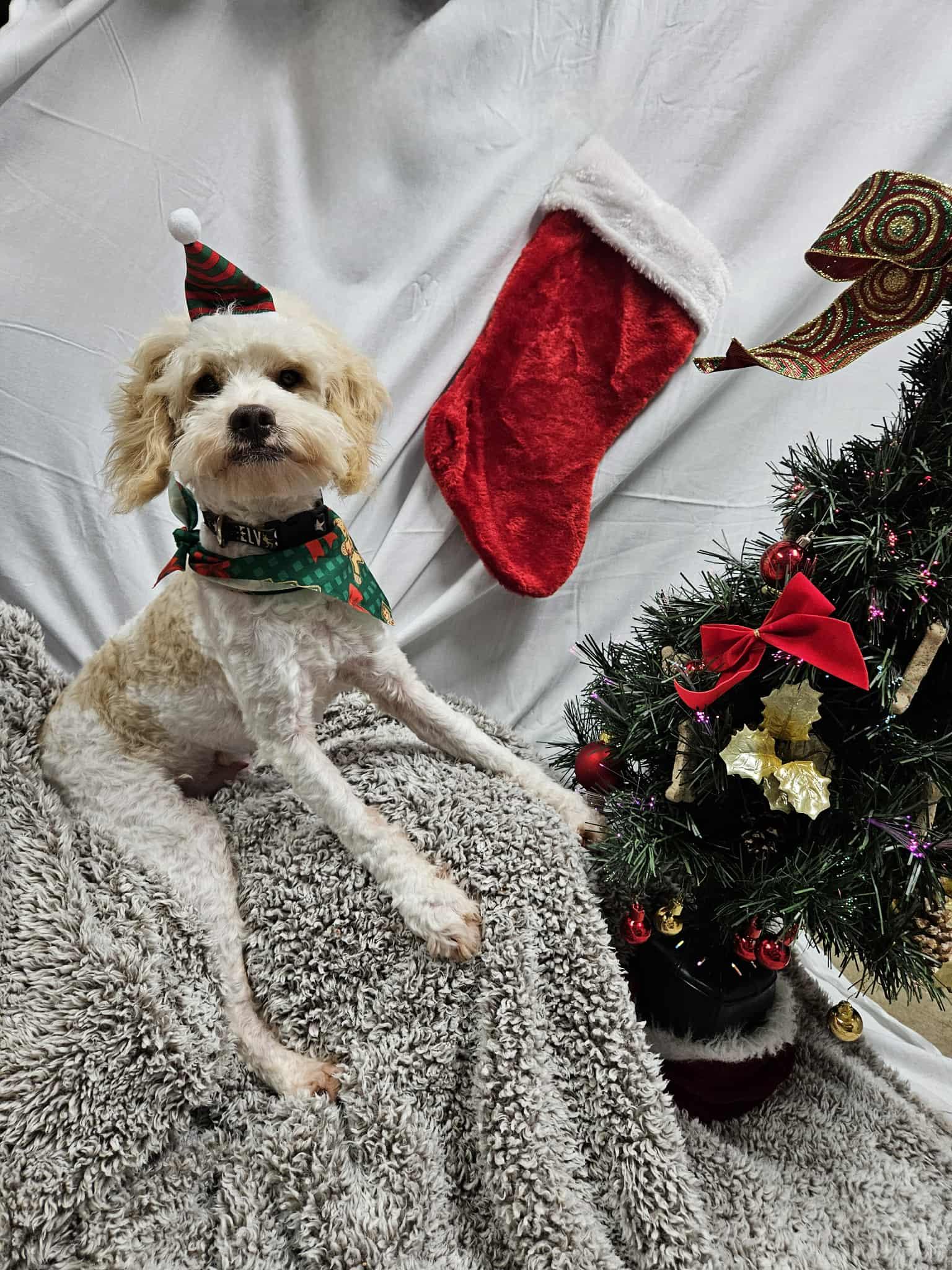 Elvis, a Adoptable Cavachon in Zanesville, OH image 1/3