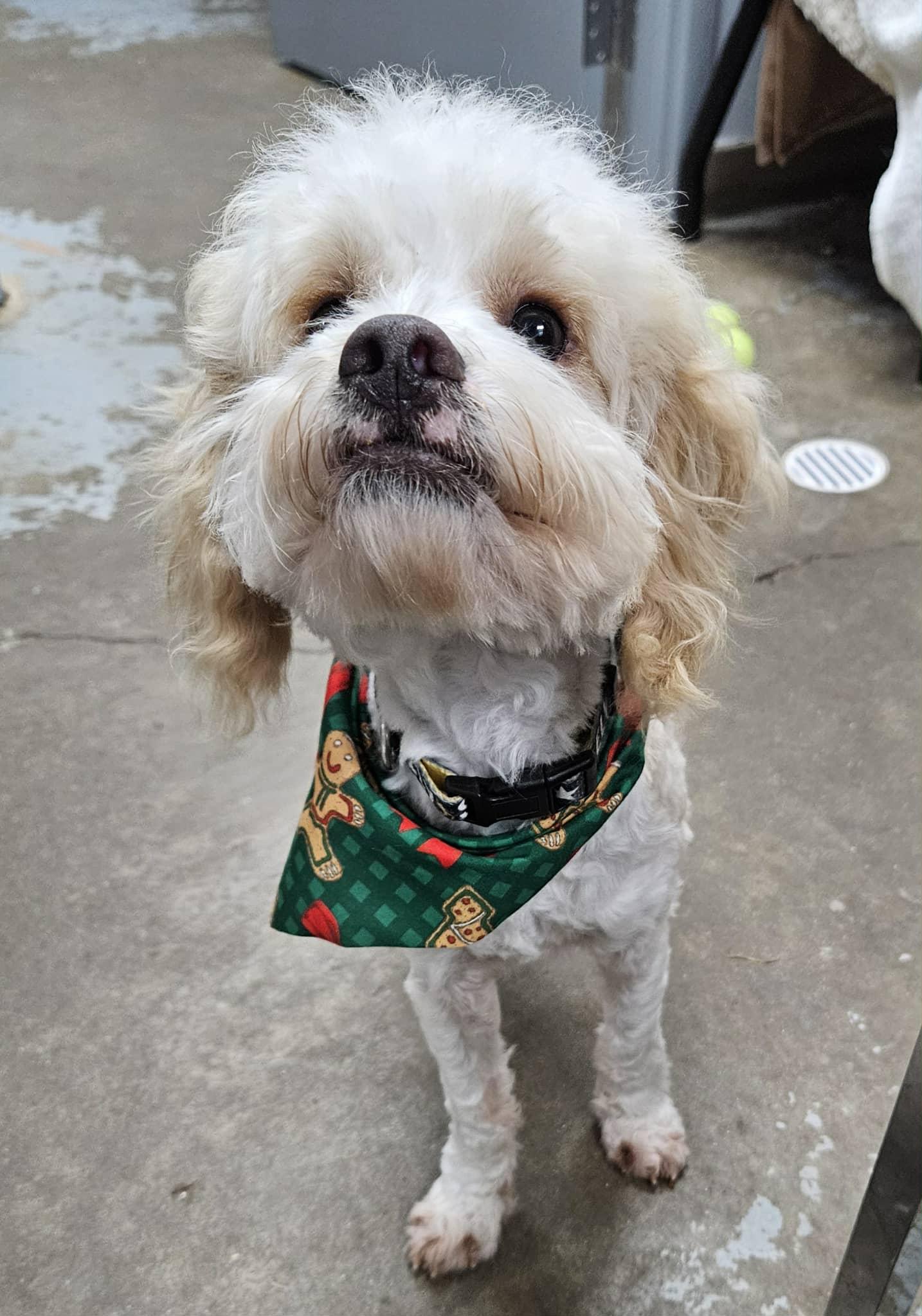 Elvis, a Adoptable Cavachon in Zanesville, OH image 2/3