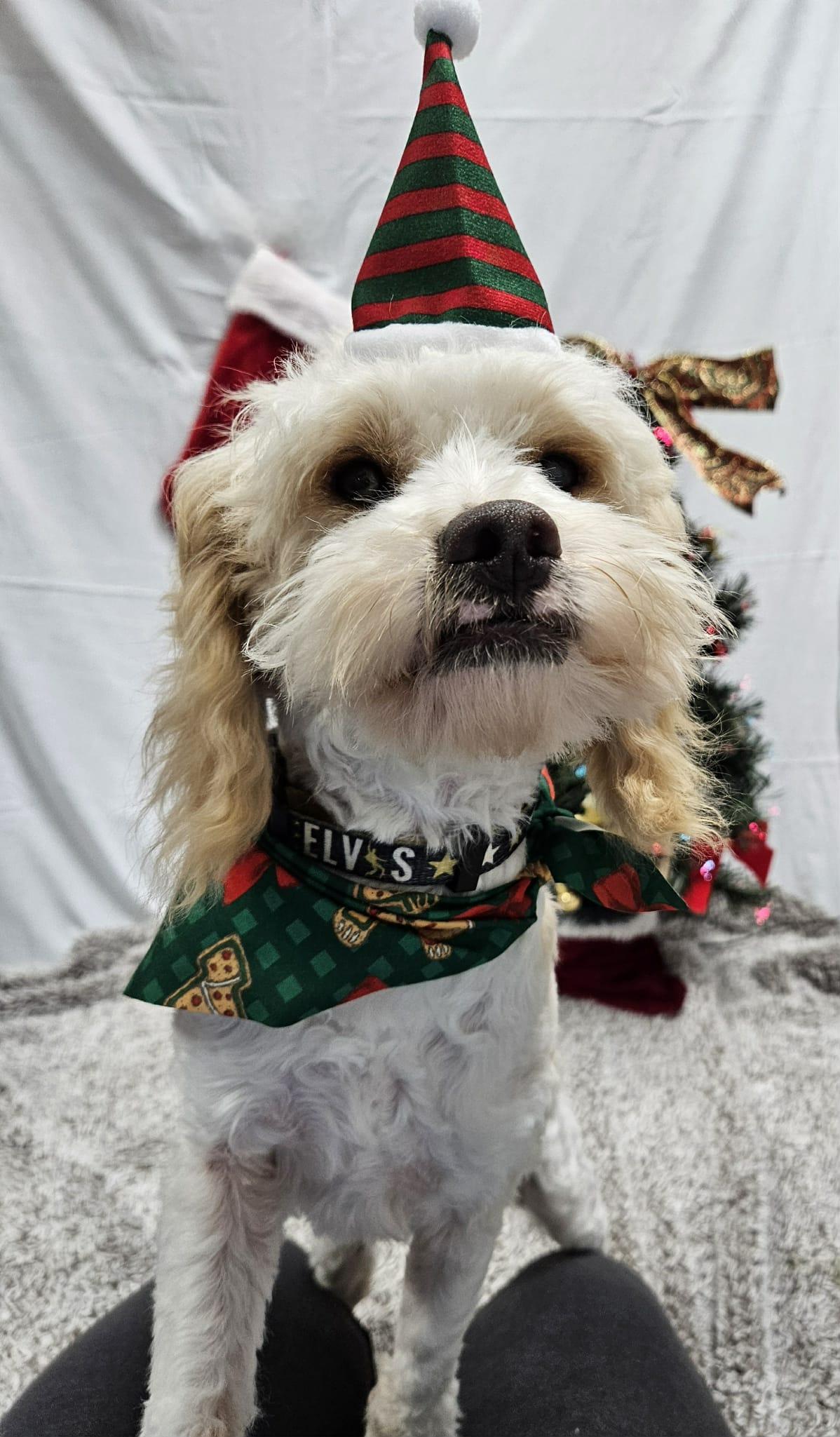 Elvis, a Adoptable Cavachon in Zanesville, OH image 3/3