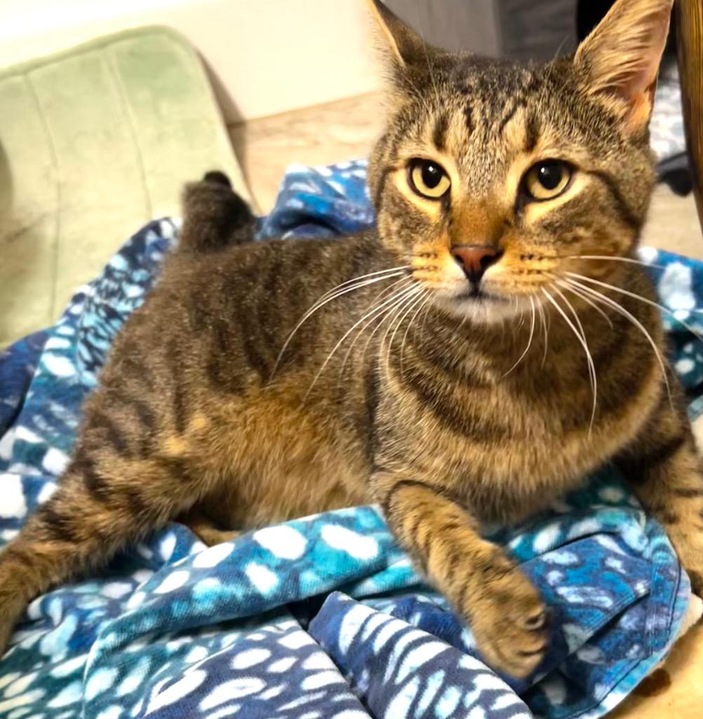 Enlarge Tomasita, a Adoptable mixed breed in Hardeeville, SC image 1/2