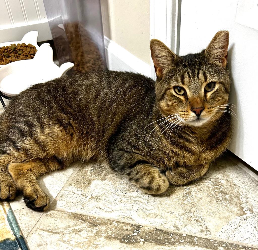 Enlarge Tomasita, a Adoptable mixed breed in Hardeeville, SC image 2/2