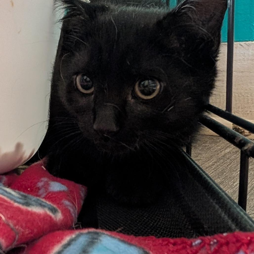 Enlarge Leo, a Adoptable Domestic Short Hair in Jefferson city, TN image 1/1