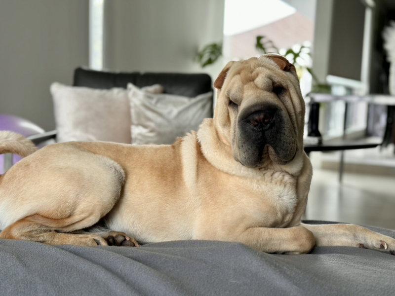 Torben, a Adoptable Shar-Pei in Lake Forest, CA image 1/3