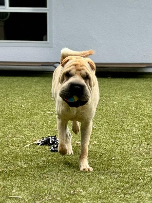 Torben, a Adoptable Shar-Pei in Lake Forest, CA image 2/3