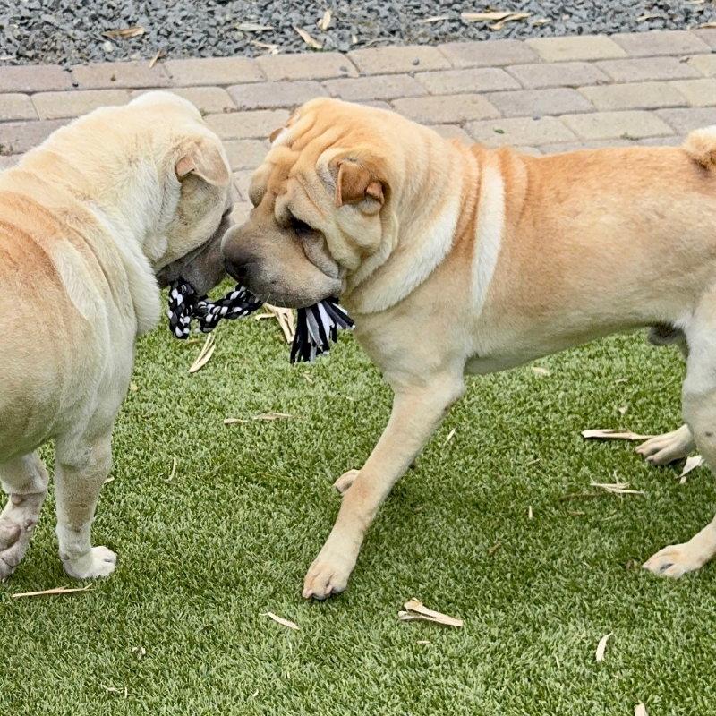 Torben, a Adoptable Shar-Pei in Lake Forest, CA image 3/3