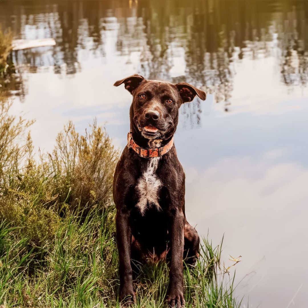 Princess Leia, Adoptable, Young Female Black Labrador Retriever & Pit Bull Terrier.