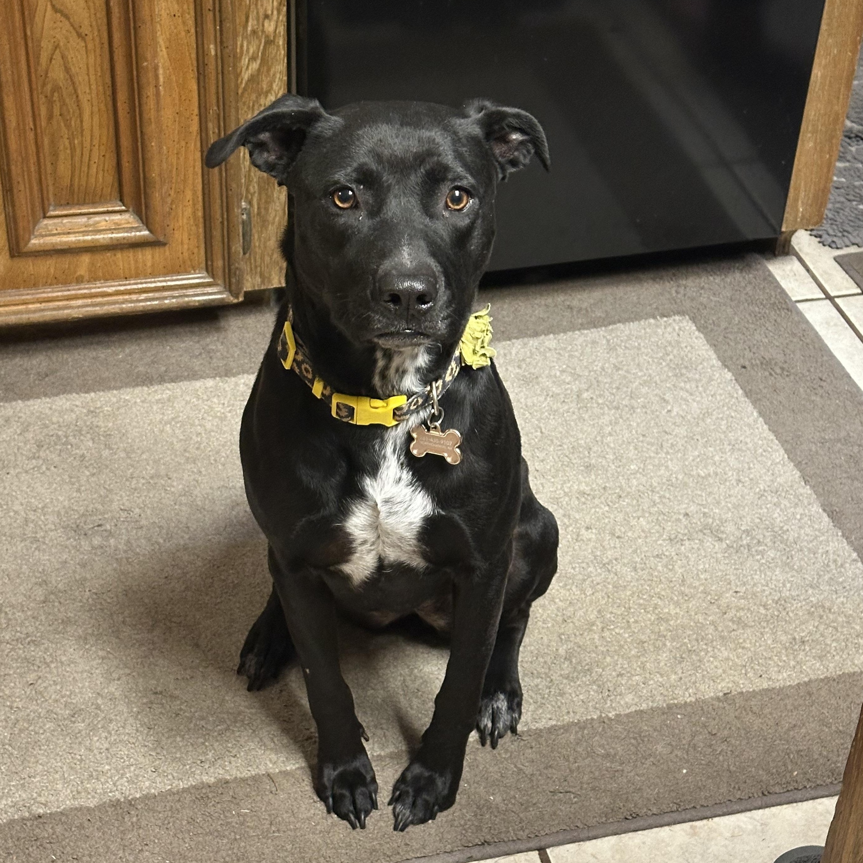 Enlarge Princess Leia, a Adoptable mixed breed in Trumbull , CT image 4/4